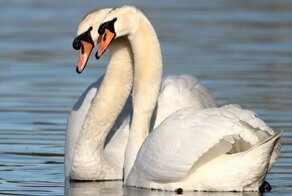 Интересные факты о лебедях