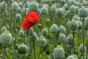 Торговля наркотиками: геополитика, а не деньги