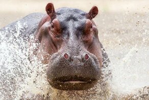 Чудище непобедимое