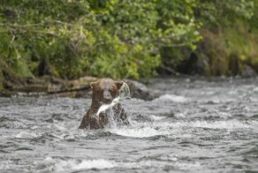 Забавная медвежья рыбалка попала в объектив фотографа