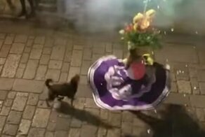 Собака пустилась в пляс рядом с танцовщицей на мексиканском фестивале