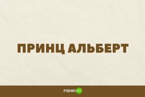 10 безобидных фраз, которые всё ещё не стоит гуглить