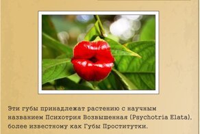 Забавные и интересные факты (9 фото)