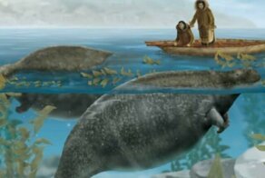 Домашняя корова, которой у нас никогда не будет