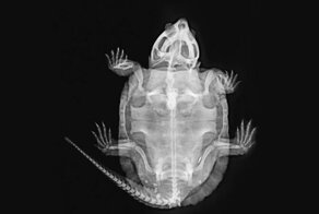 Лондонский зоопарк предлагает взглянуть на жизнь животных изнутри