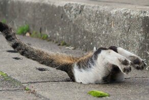 Бродячие кошки нашли необычное применение для ливневой канализации