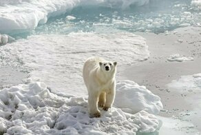 От Африки до арктической тундры России: финалисты фотоконкурса National Geographic Traveller 2019