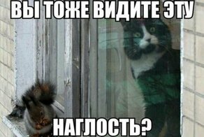 Любителям белок посвящается!