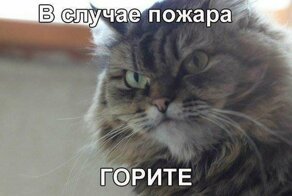 Картинки котяр с смешными надписями (34 фото)