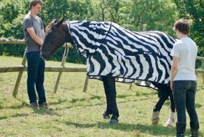 Зачем зебре полоски?