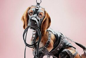 Социальная реклама одела животных в БДСМ-костюмы