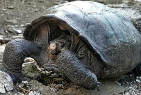 Все думали, что эти черепахи вымерли, - а они просто спрятались!