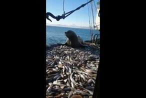 Сивуч попался на краже улова рыбаков