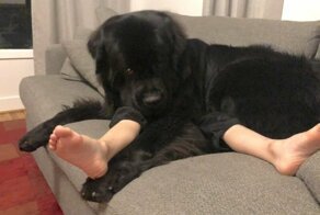 25 доказательств того, что ньюфаундленды – не собаки, а огромные милые медведи