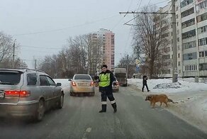 Подробнее о полицейском, который помог хромой собаке перейти дорогу в Челябинске