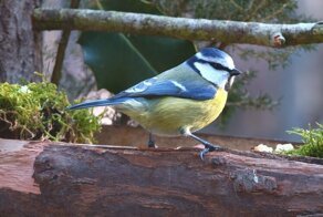 Животный мир