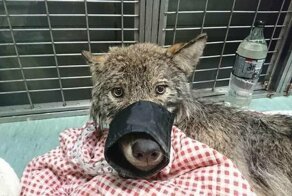 Мужчины спасли из ледяной реки собаку, которая оказалась волком
