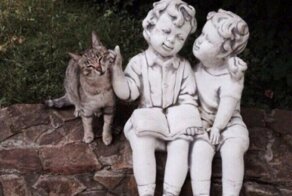 30 фотографий, доказывающих, что коты вездесущи