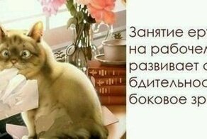 Котики