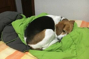 Квартирные хозяева отдали ключи и ушли. Но оставили вместо себя замену!