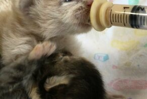 Два осиротевших котенка плакали, зовя маму… И «мама» пришла, но это была не кошка, а собака!