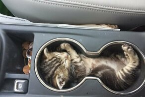 25 спящих котиков, которые доказали, что уснуть можно в любом положении
