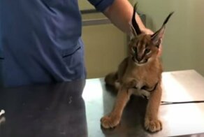 Котику пора делать прививку!