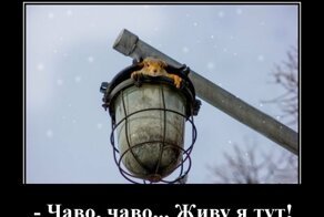 Свежая подборка демотиваторов, которые поднимут вам настроение