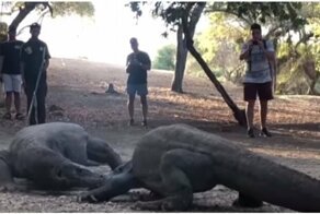 В Индонезии гид снял на видео схватку двух огромных варанов