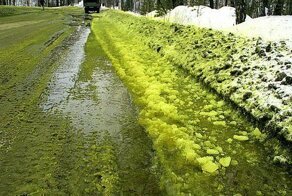 Зеленый и черный снег в городах России "подпортил" рейтинг Путину