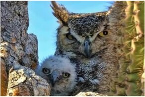 25 фото кактуса, за который вас посадят на 25 лет