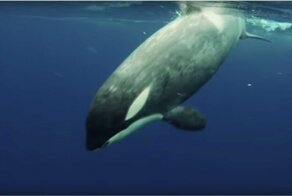 Детеныш косатки подплыл к камере биолога и похвастался своим уловом