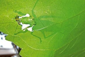 Фото без слов  