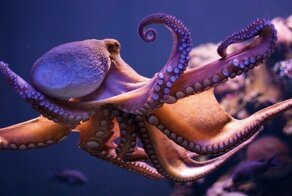 Борьба с осьминогом - зрелищный и жестокий вид спорта