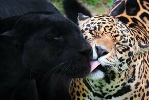 Фото без слов