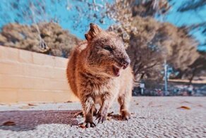 15 снимков жизнерадостных квокк от фотографа из Москвы, которая лишь ради них прилетела в Австралию