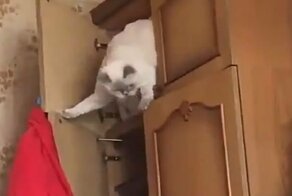 Вылезающий из шкафа кот стал акробатом поневоле