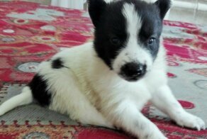 Ее звали Бия