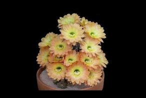 Цветущие кактусы