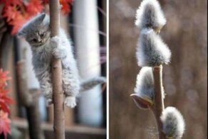 Очаровательные животные, которые вызовут улыбку и подарят позитив на весь день
