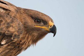 Парень нашёл орла с GPS-навигатором и теперь можно узнать, где он летал все 20 лет