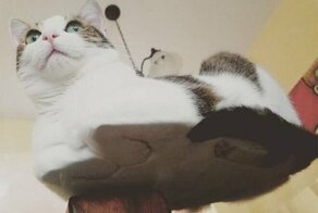 Коты-плюшки
