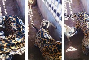 Бесстрашный мопс нападает на очень терпеливого ягуара