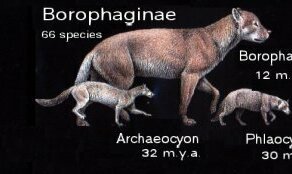 Интересные факты о собаках