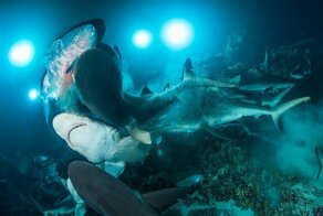 Подводный мир: победители конкурса Underwater Photographer of the Year 2019