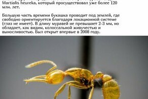 Существа, живущие на нашей планете миллионы лет