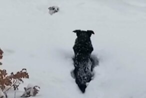 Пёс пришел на помощь к пытавшемуся пробраться через сугроб другу