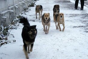 В Хакасии возбудили дело после нападения бродячих собак на девочку