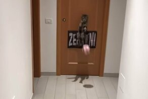 Супервратарь: в Риме нашелся кот с футбольным талантом