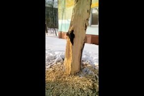 Работник месяца: настойчивый дятел четыре дня долбил дерево